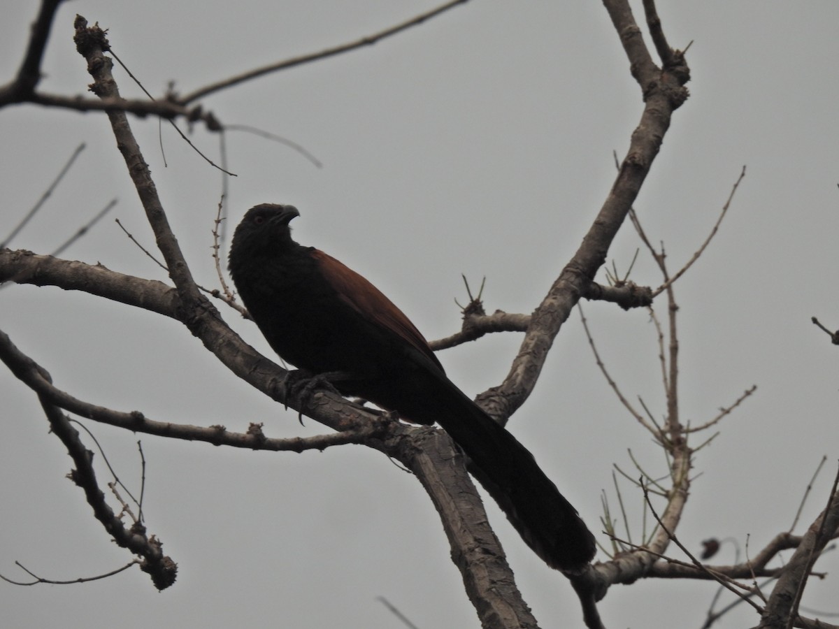 Grand Coucal - ML620250130