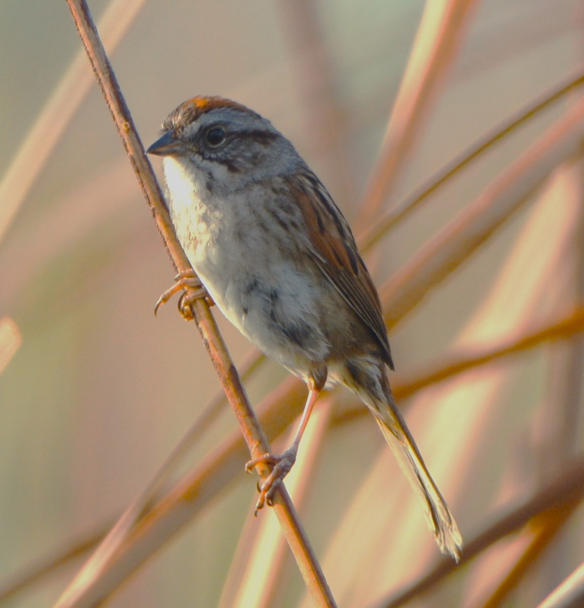 Swamp Sparrow - ML620250134