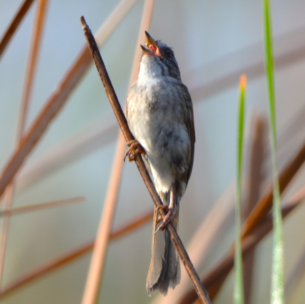 Swamp Sparrow - ML620250136