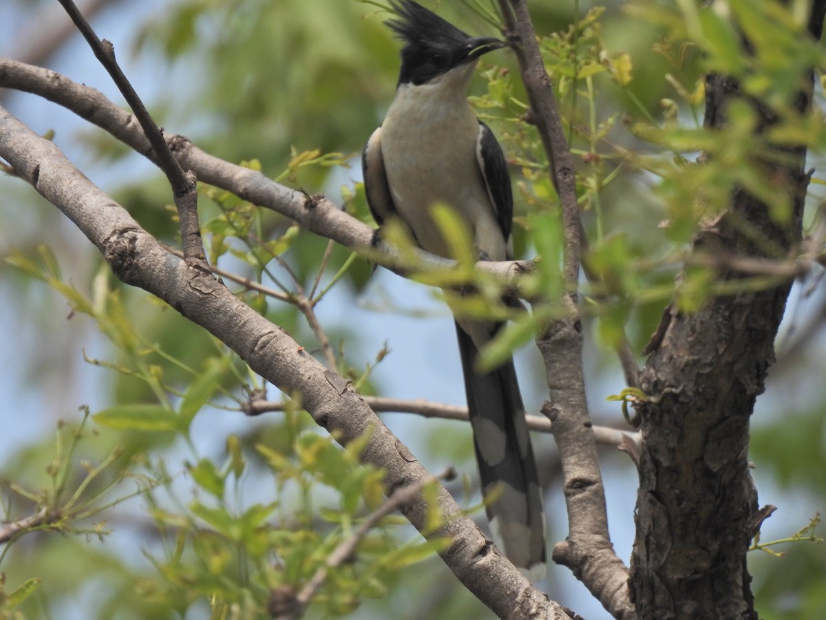 斑翅鳳頭鵑 - ML620250144