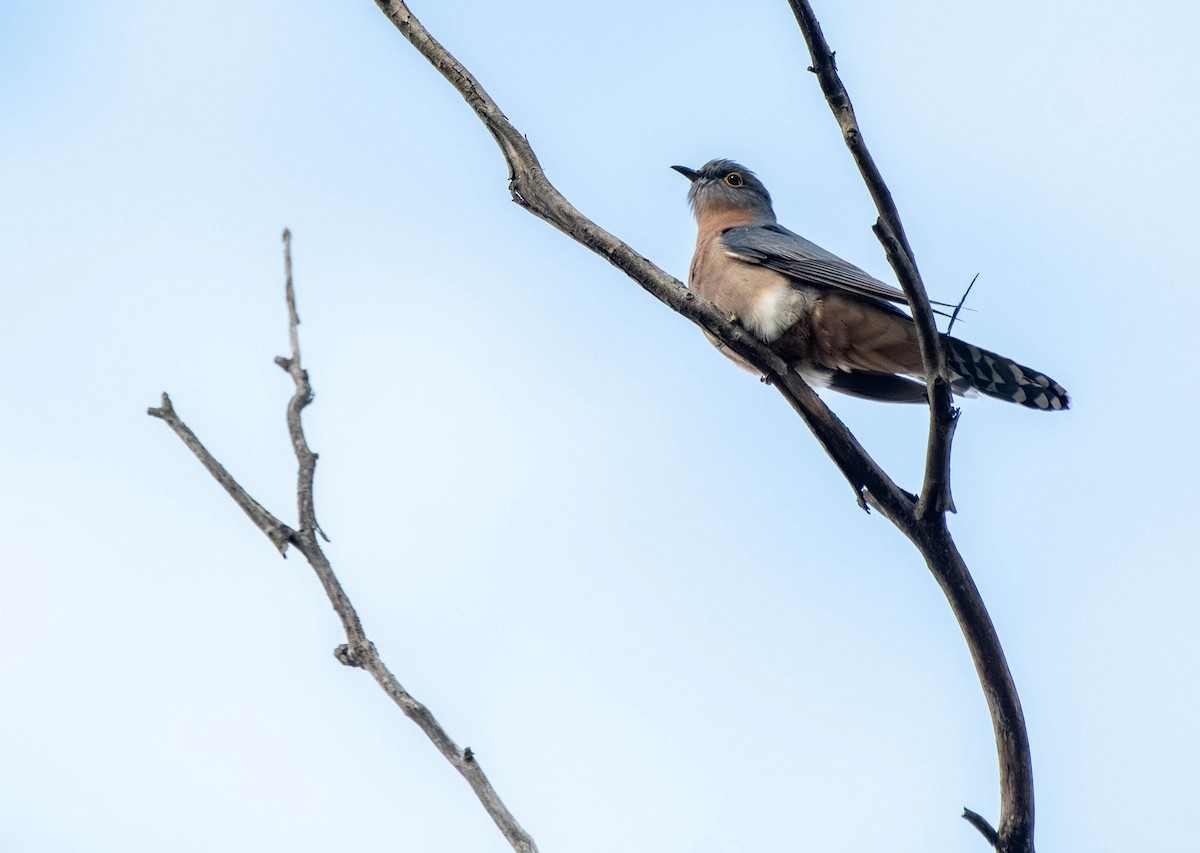 Fan-tailed Cuckoo - ML620250146