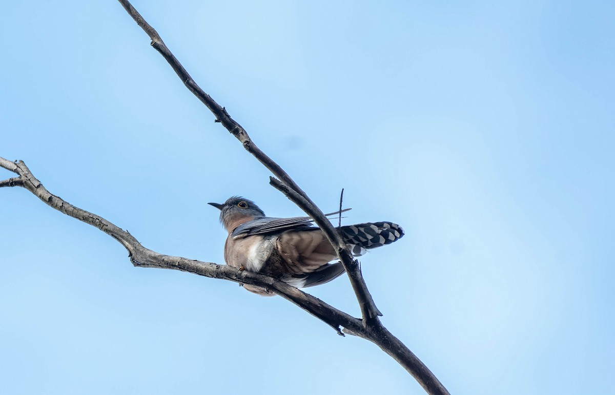 Fan-tailed Cuckoo - ML620250147