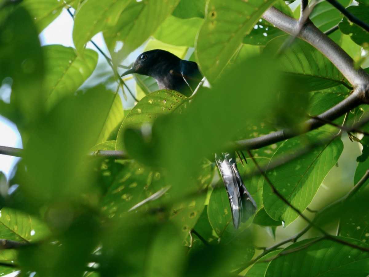 Square-tailed Drongo-Cuckoo - ML620250149