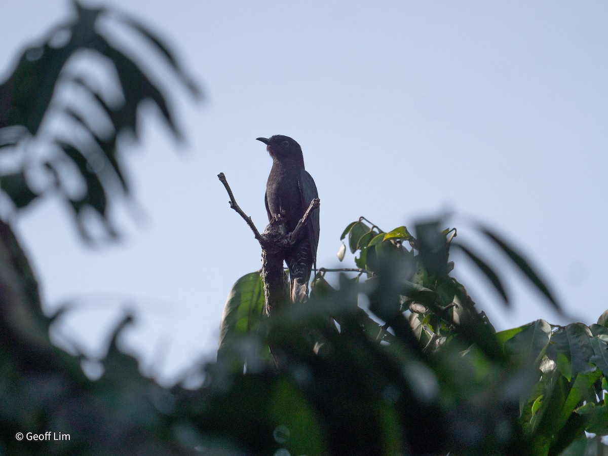 Square-tailed Drongo-Cuckoo - ML620250150