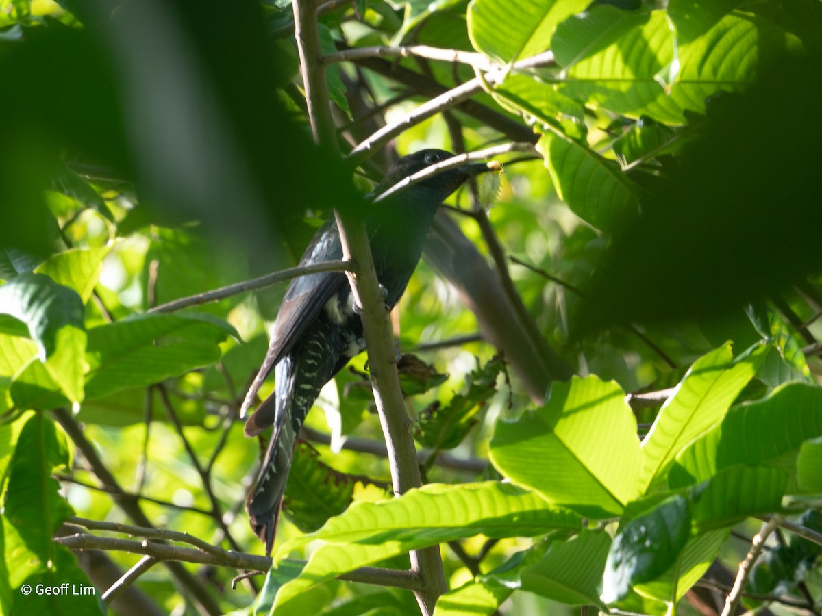 Square-tailed Drongo-Cuckoo - ML620250151