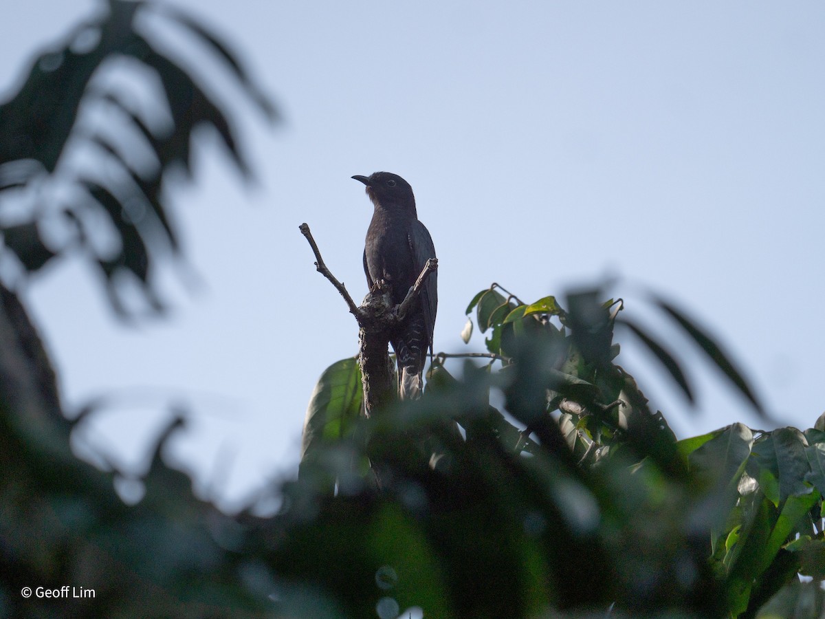 Square-tailed Drongo-Cuckoo - ML620250152