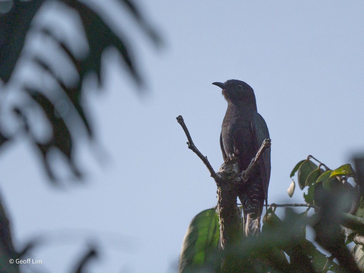 Cuclillo Drongo Colitruncado - ML620250153