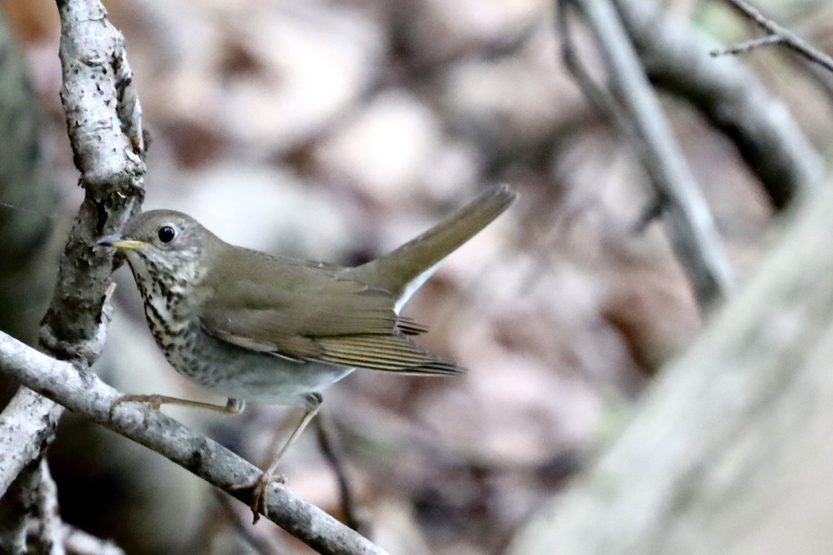 Bicknell's Thrush - ML620250157