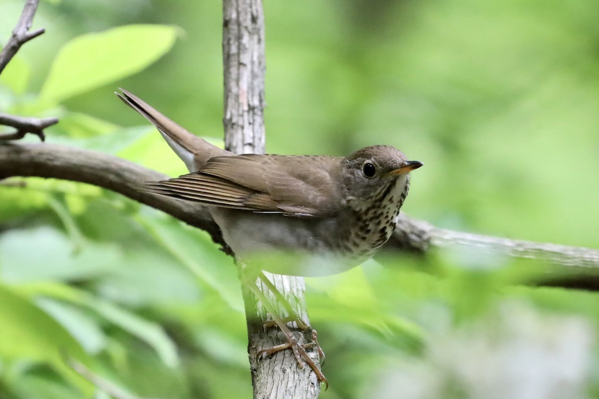 Bicknell's Thrush - ML620250158