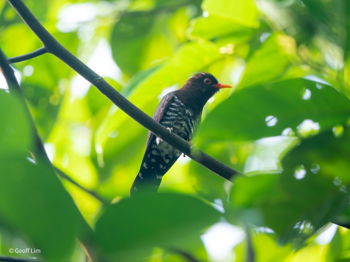 Violet Cuckoo - Geoff Lim