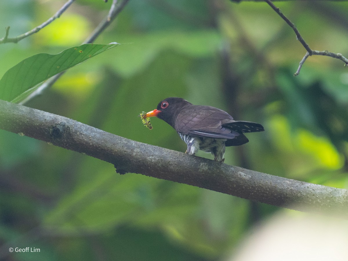 Violet Cuckoo - ML620250170