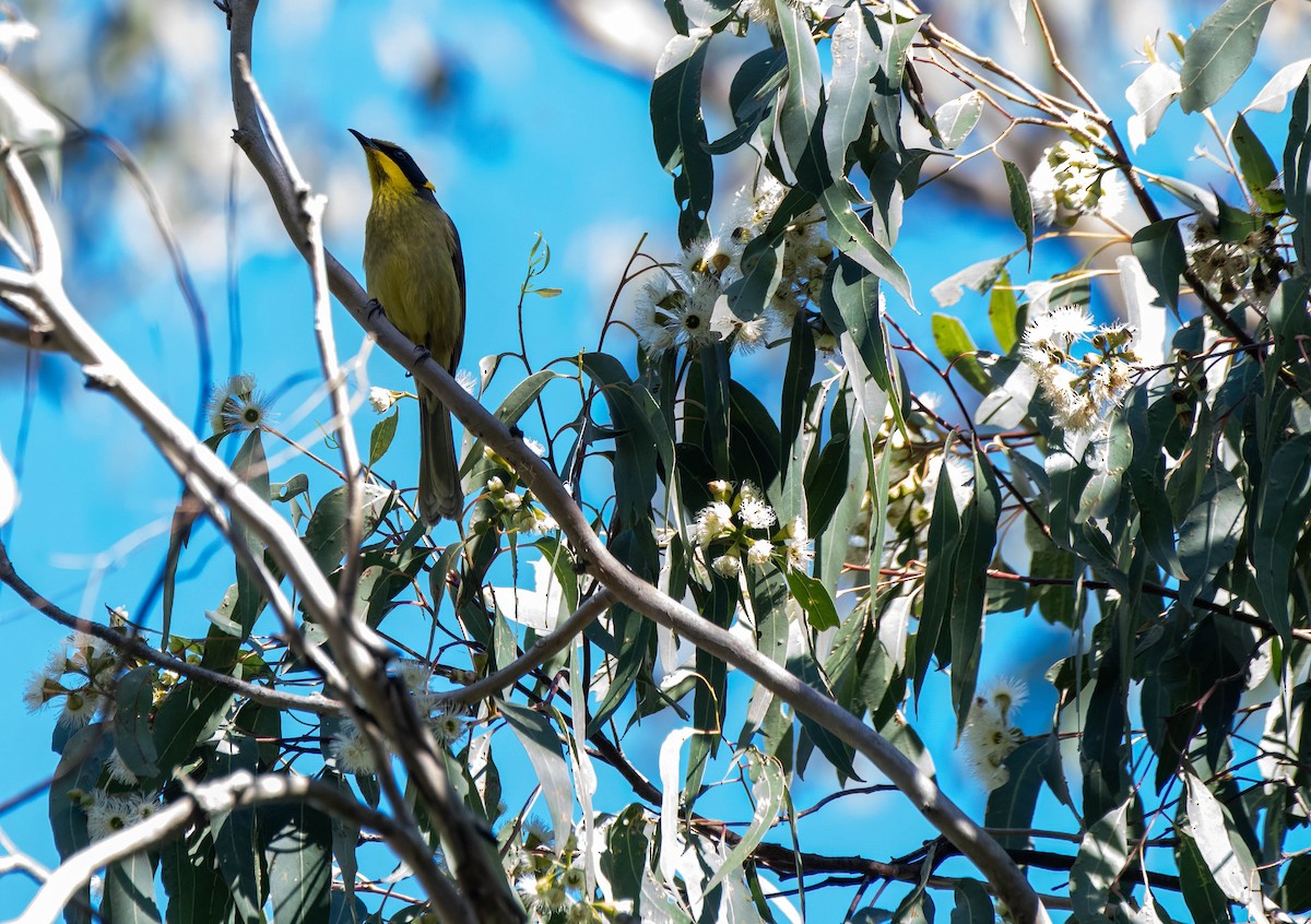 Yellow-tufted Honeyeater - ML620250175