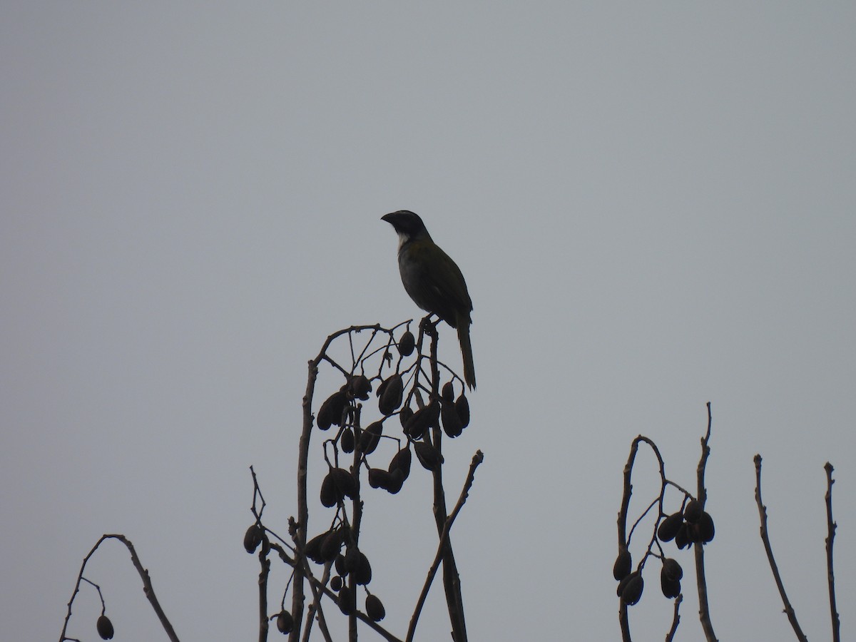 Black-headed Saltator - Cristóbal Palacios Galdamez