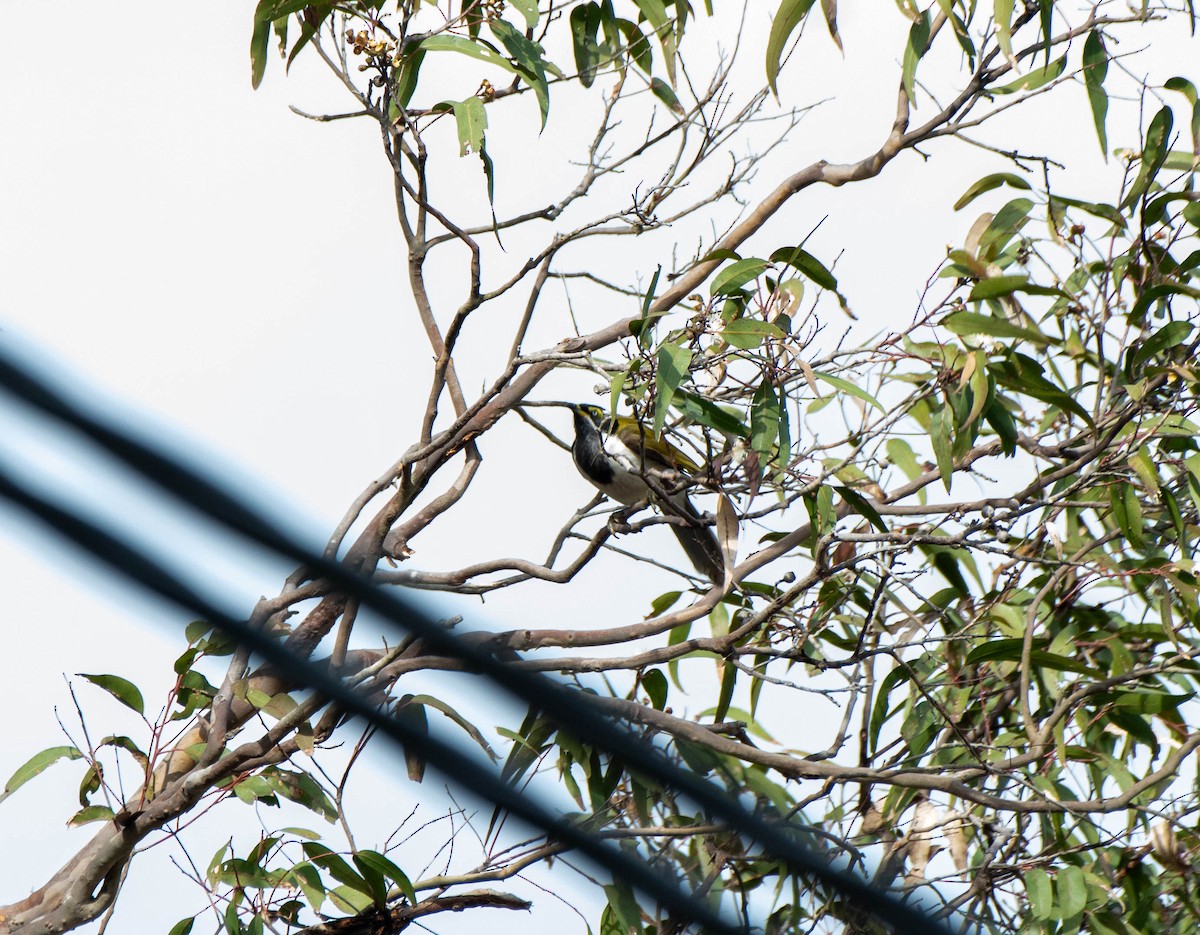 Blue-faced Honeyeater - ML620250189