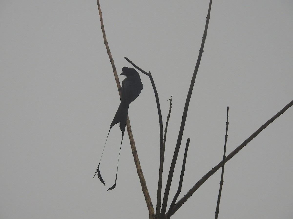 Greater Racket-tailed Drongo - ML620250190