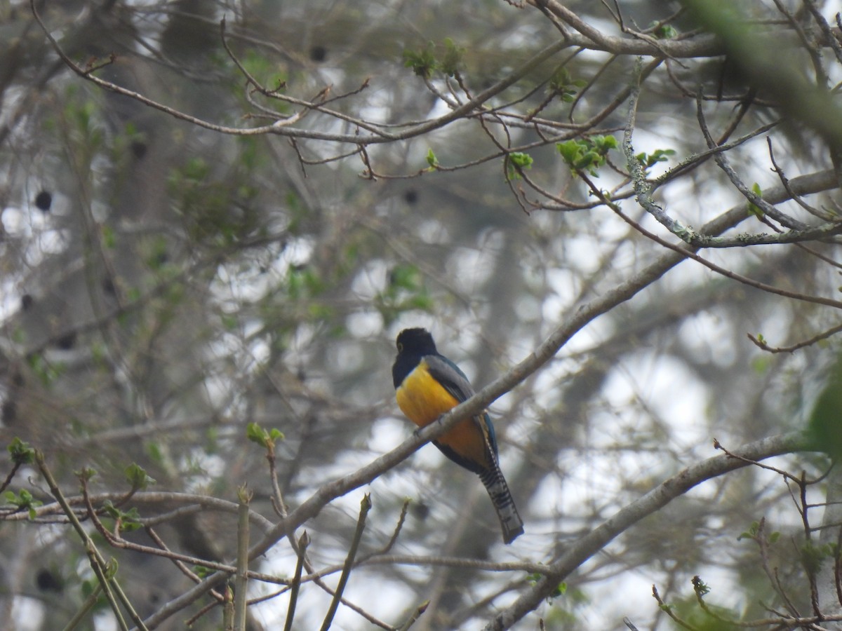 Gartered Trogon - ML620250192