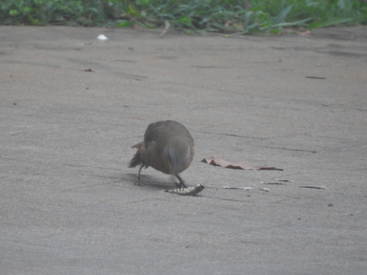 Rufous Babbler - ML620250197