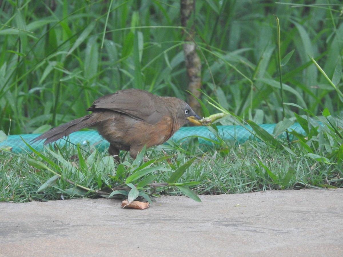 Rufous Babbler - ML620250200