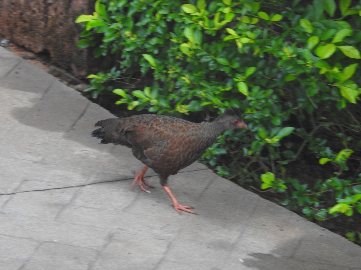 Red Spurfowl - ML620250207