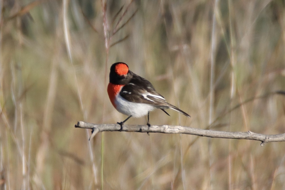 Red-capped Robin - ML620250216