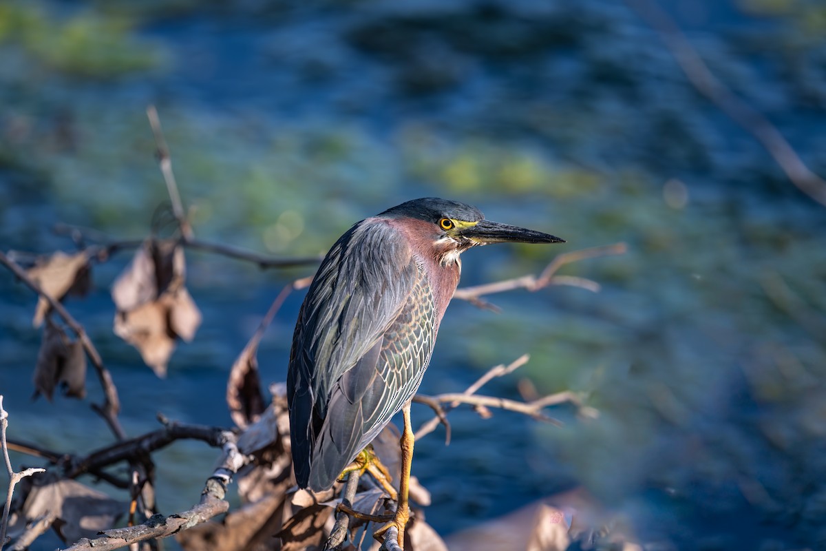 Green Heron - ML620250217