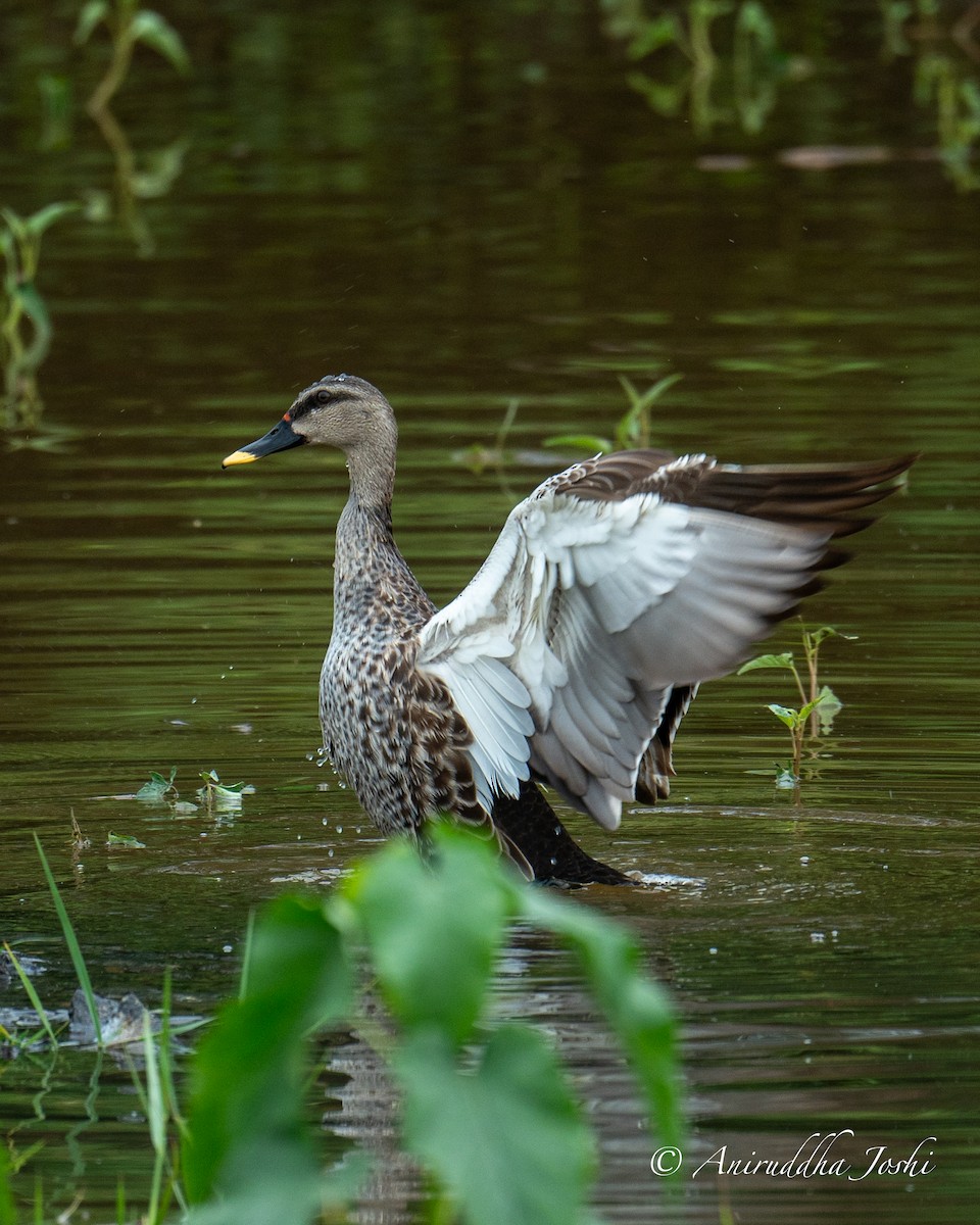 Indian Spot-billed Duck - ML620250228