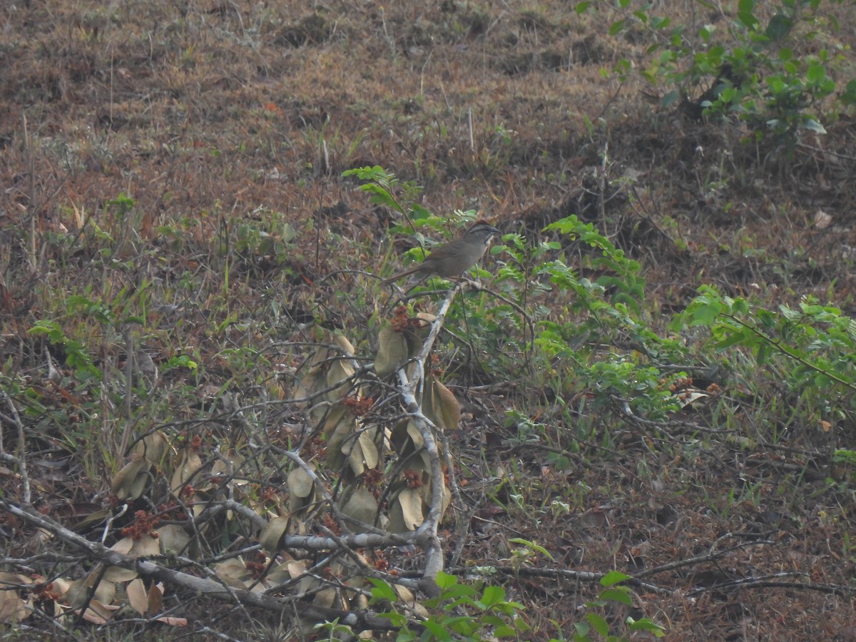 Rusty Sparrow - ML620250229