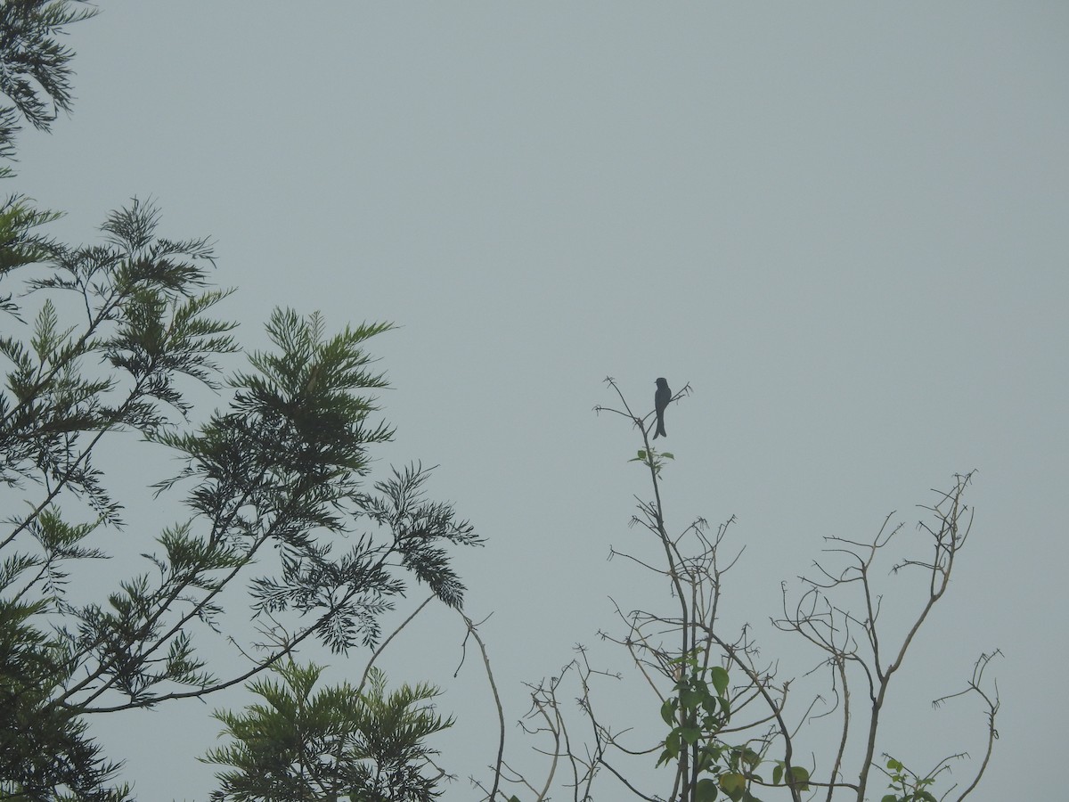 Fork-tailed Drongo-Cuckoo - ML620250235