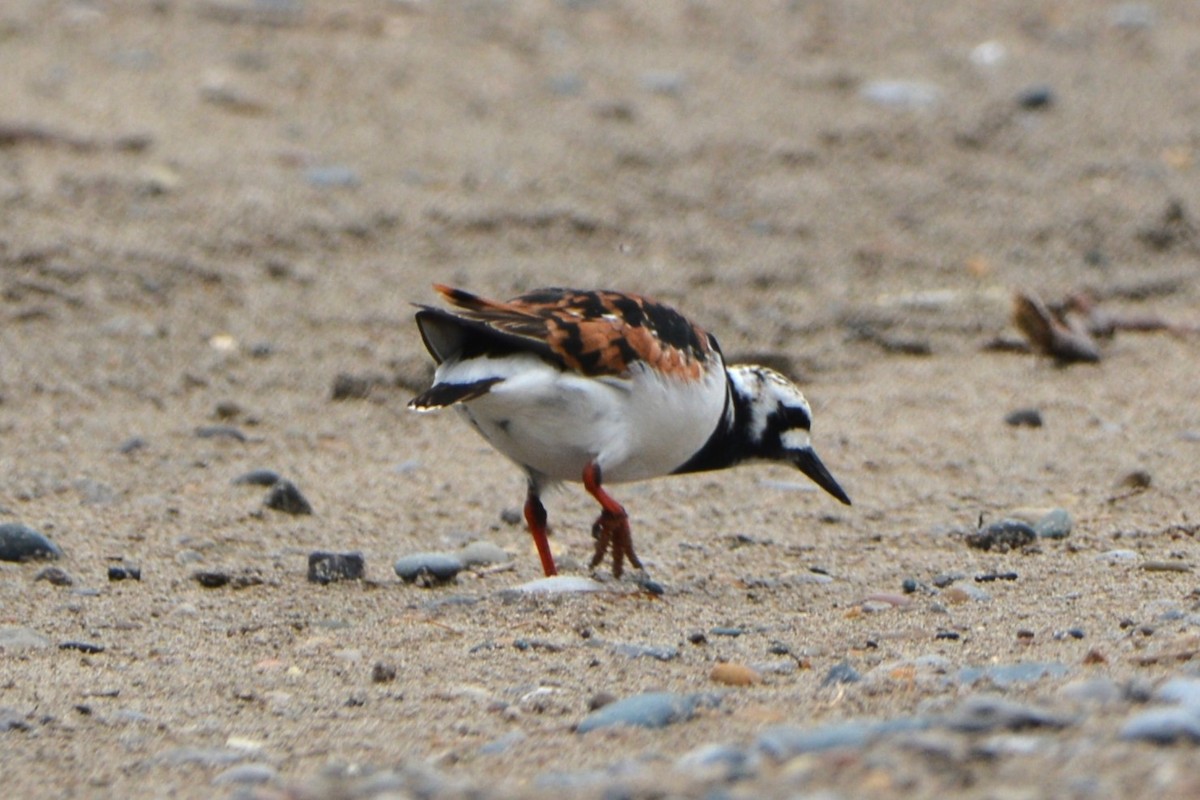 Ruddy Turnstone - ML620250241