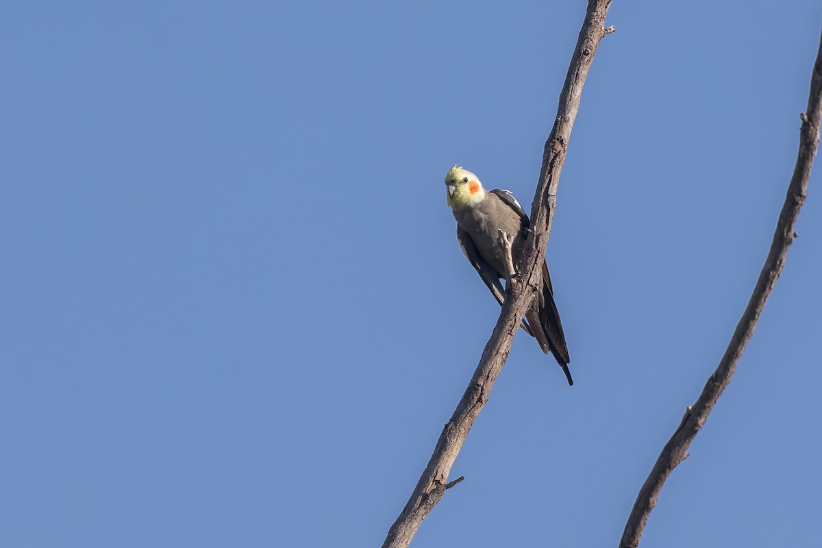 nymfekakadu - ML620250251