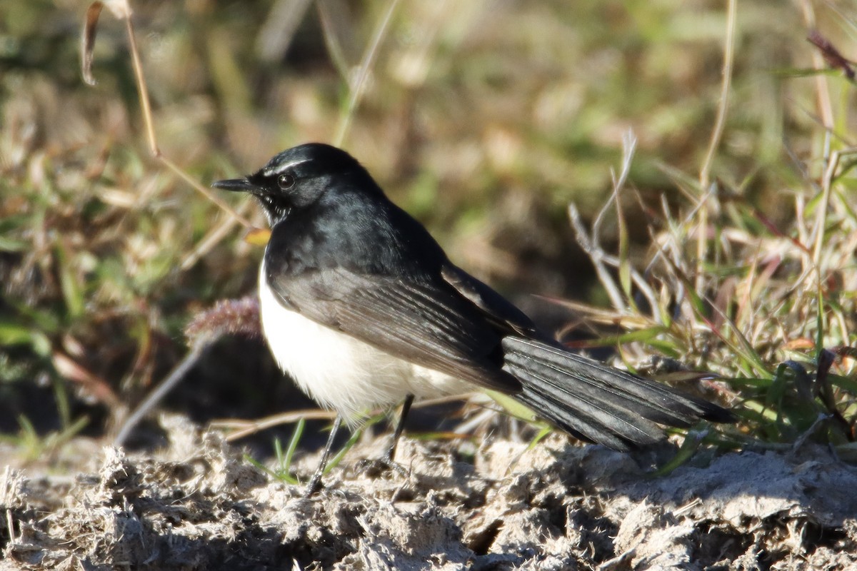 Willie-wagtail - ML620250256