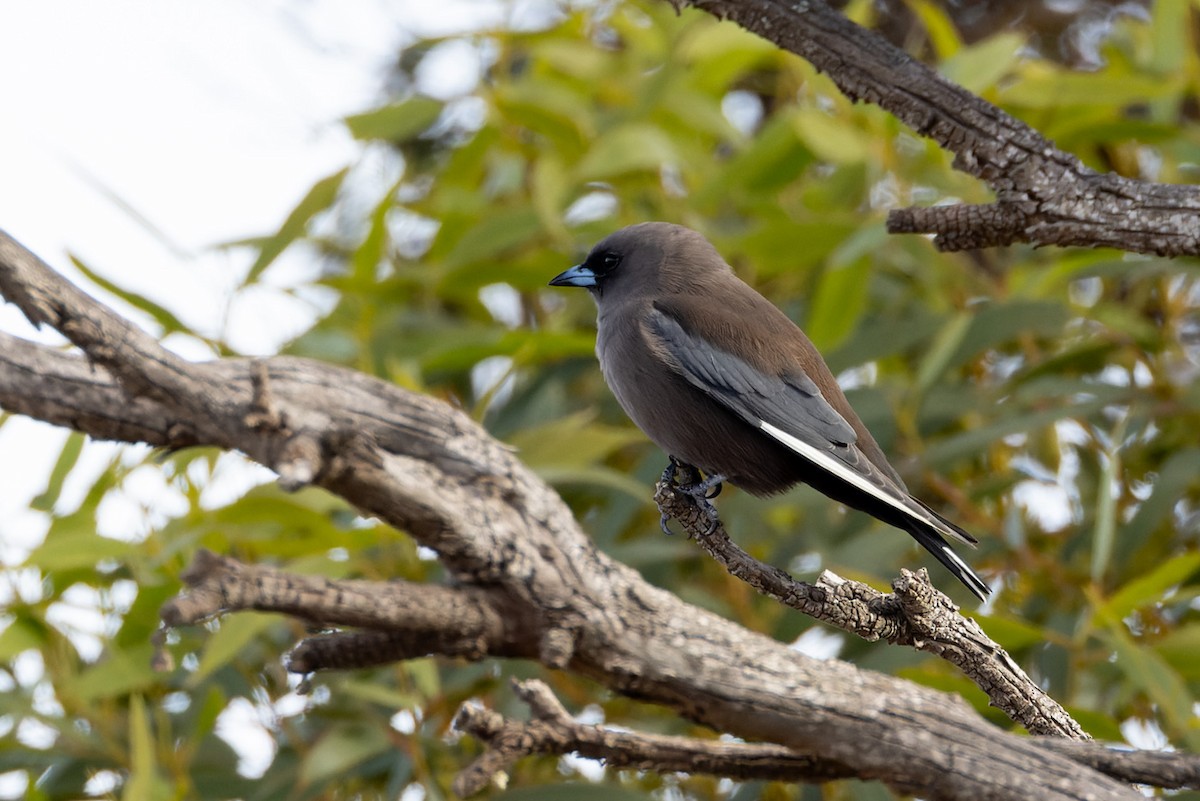 Dusky Woodswallow - Steve Popple