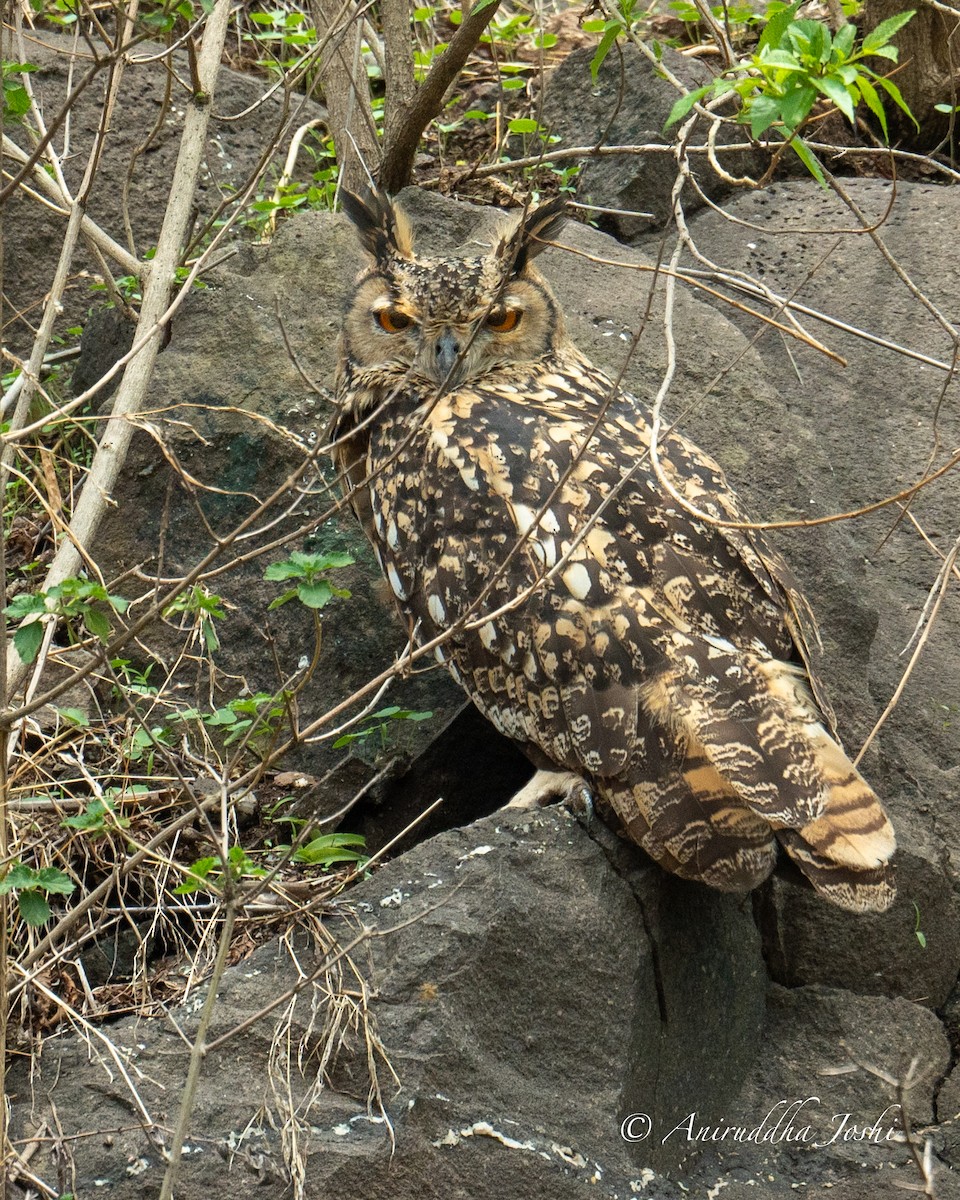 Rock Eagle-Owl - ML620250263
