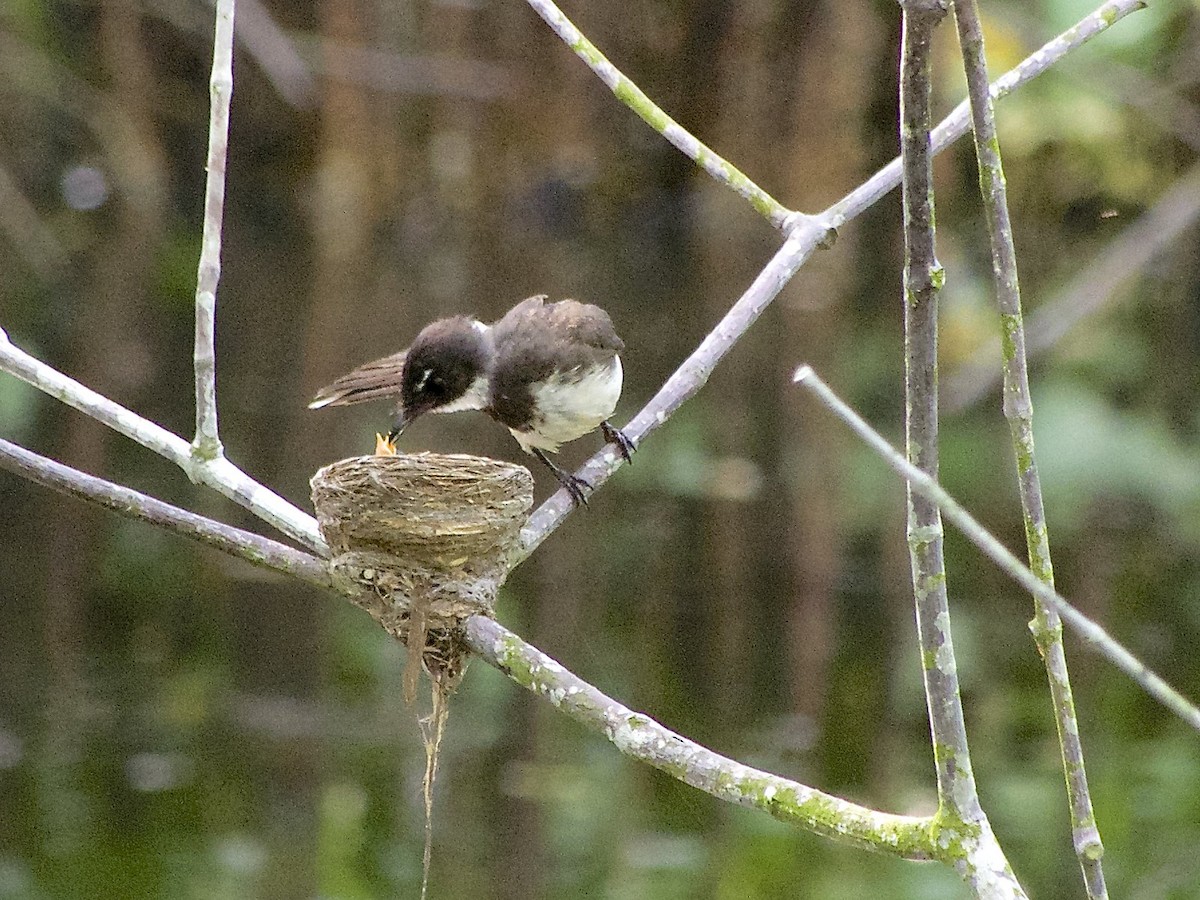 Malaysian Pied-Fantail - ML620250266