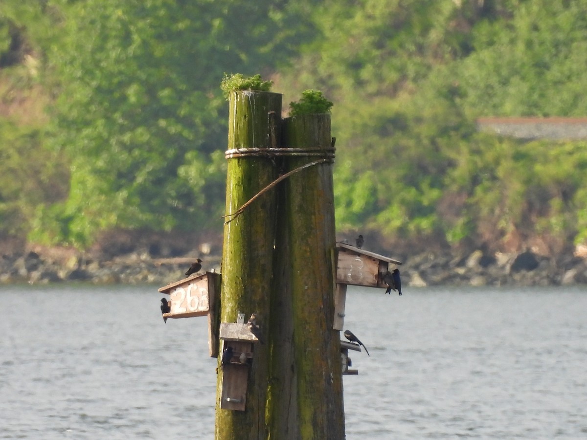 Purple Martin - ML620250272