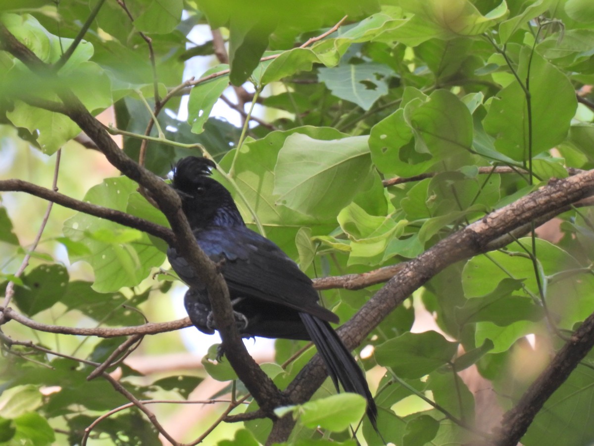Greater Racket-tailed Drongo - ML620250276