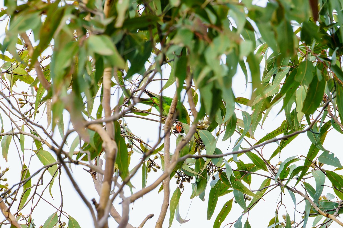 Little Lorikeet - ML620250278