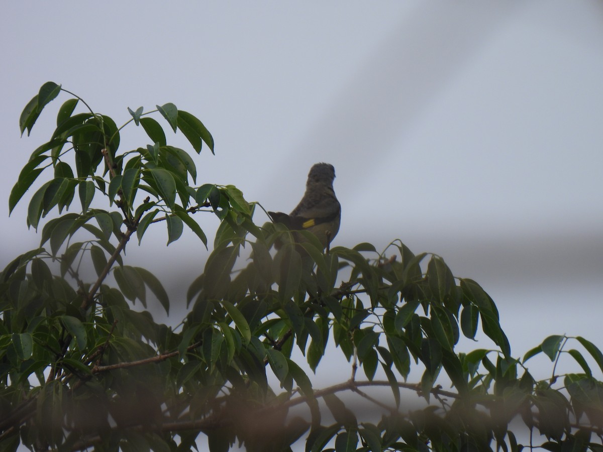 Yellow-winged Tanager - ML620250284