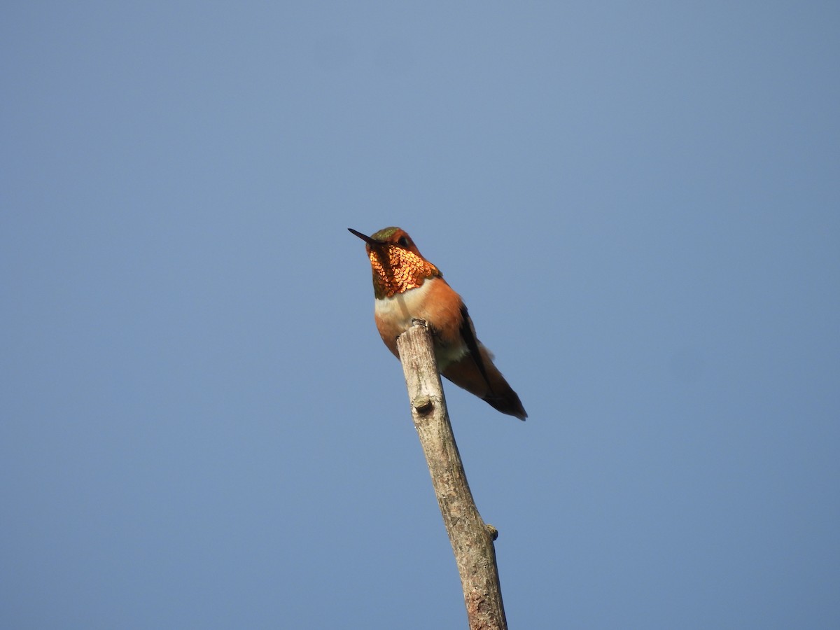 Rufous Hummingbird - ML620250285