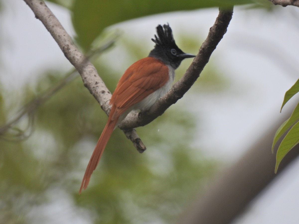 Indian Paradise-Flycatcher - Aaytu Ram Kashyap