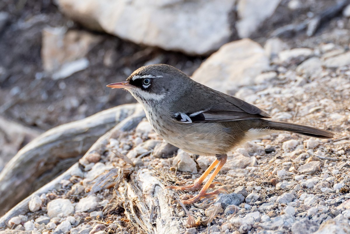 Spotted Scrubwren - ML620250288