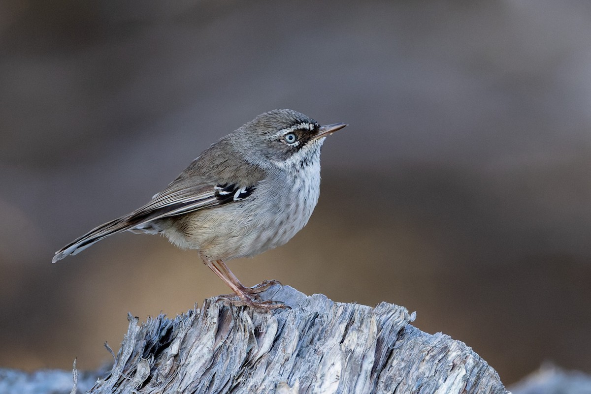 Spotted Scrubwren - ML620250289