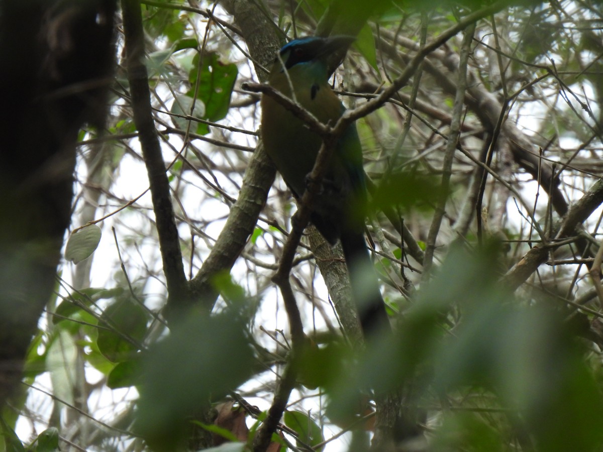 Diademmotmot - ML620250292