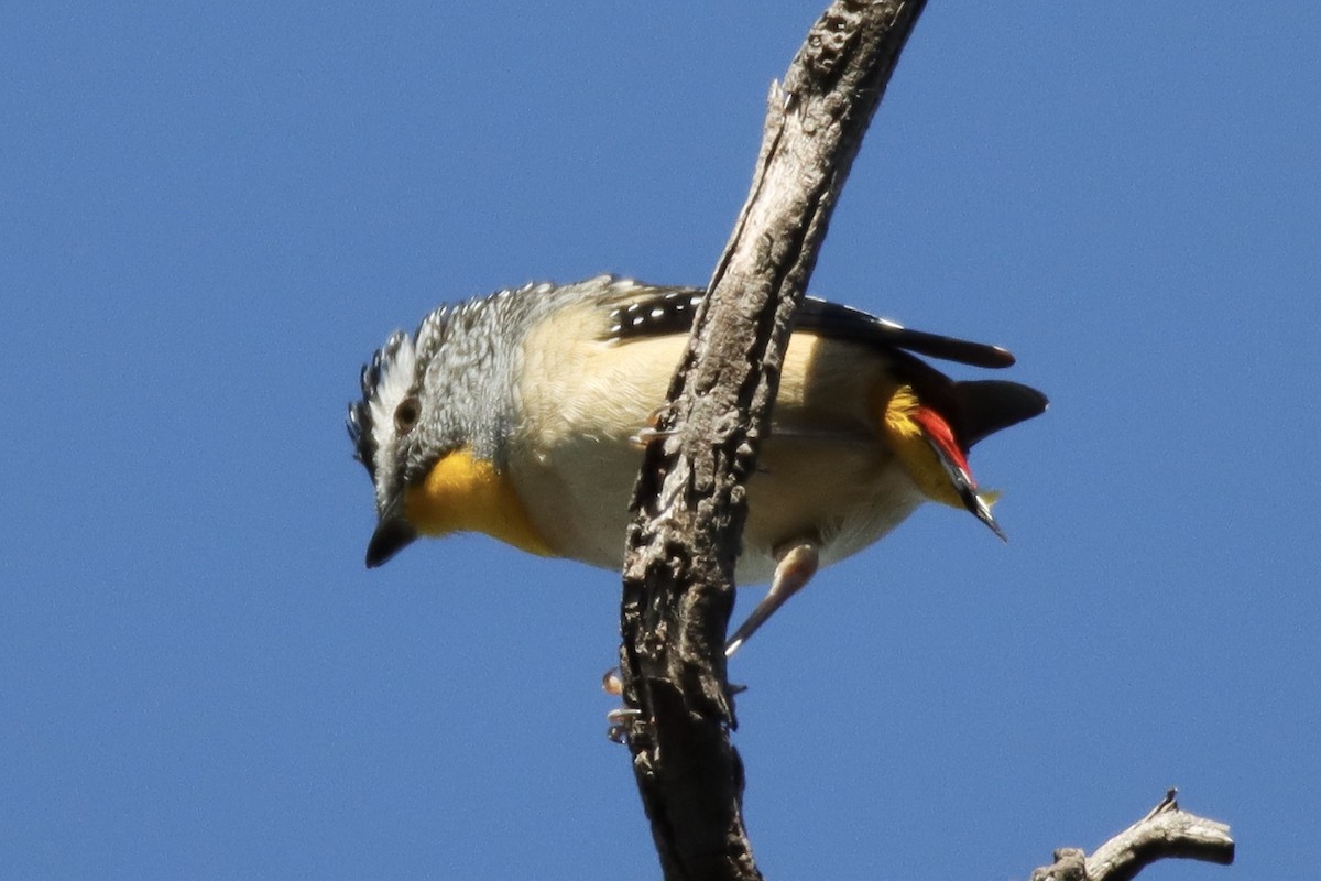 Spotted Pardalote - ML620250296
