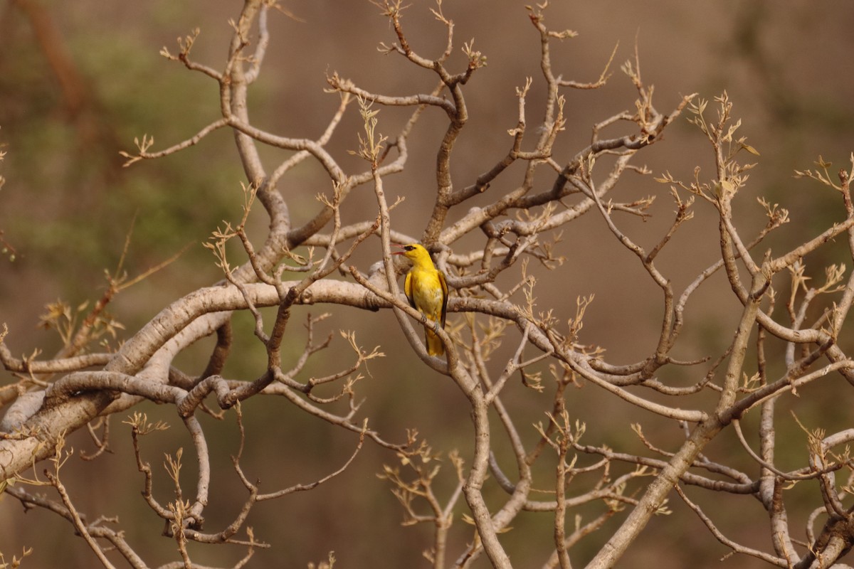 Indian Golden Oriole - ML620250298