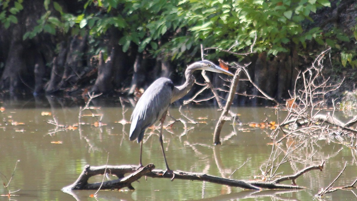 Great Blue Heron - ML620250300