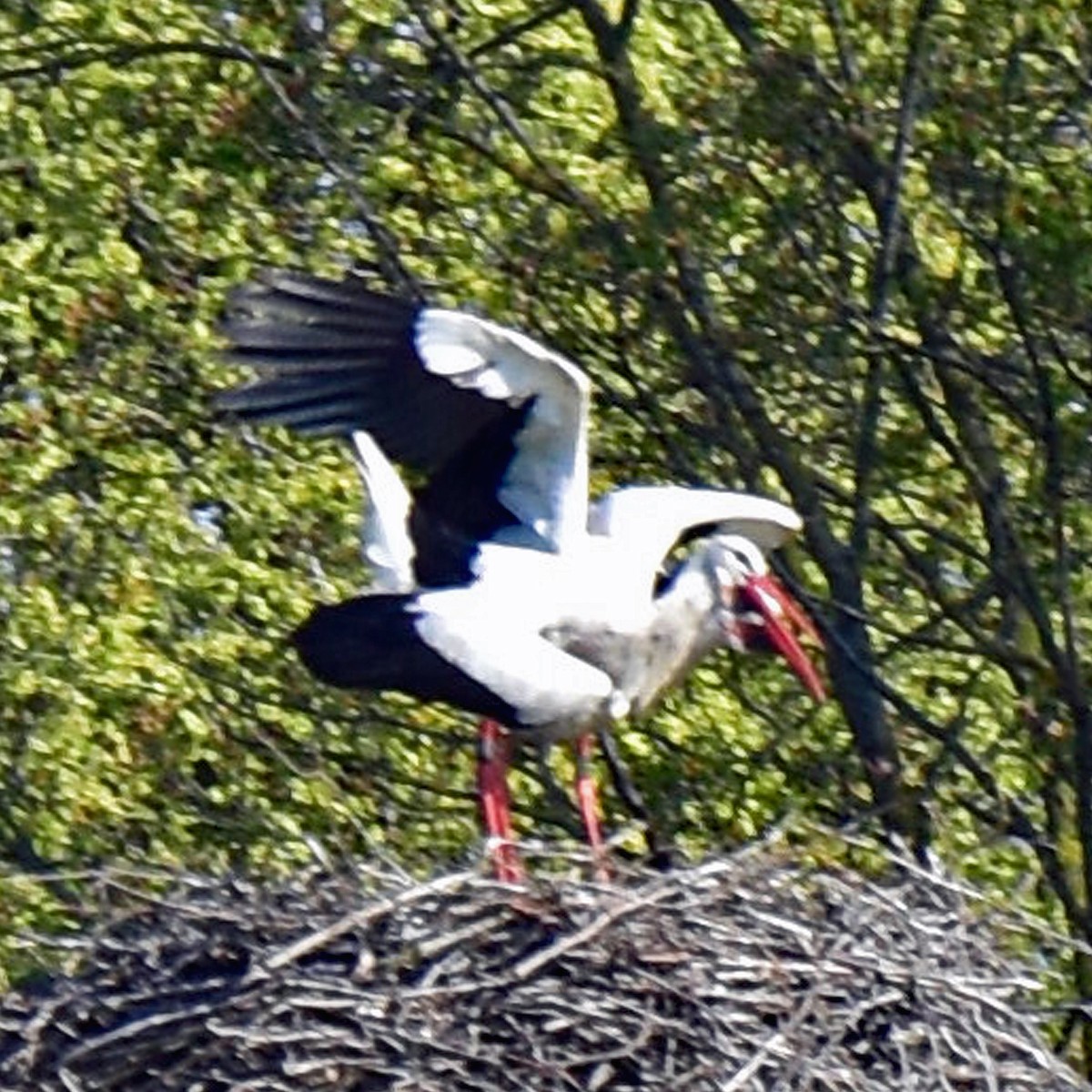 White Stork - ML620250308