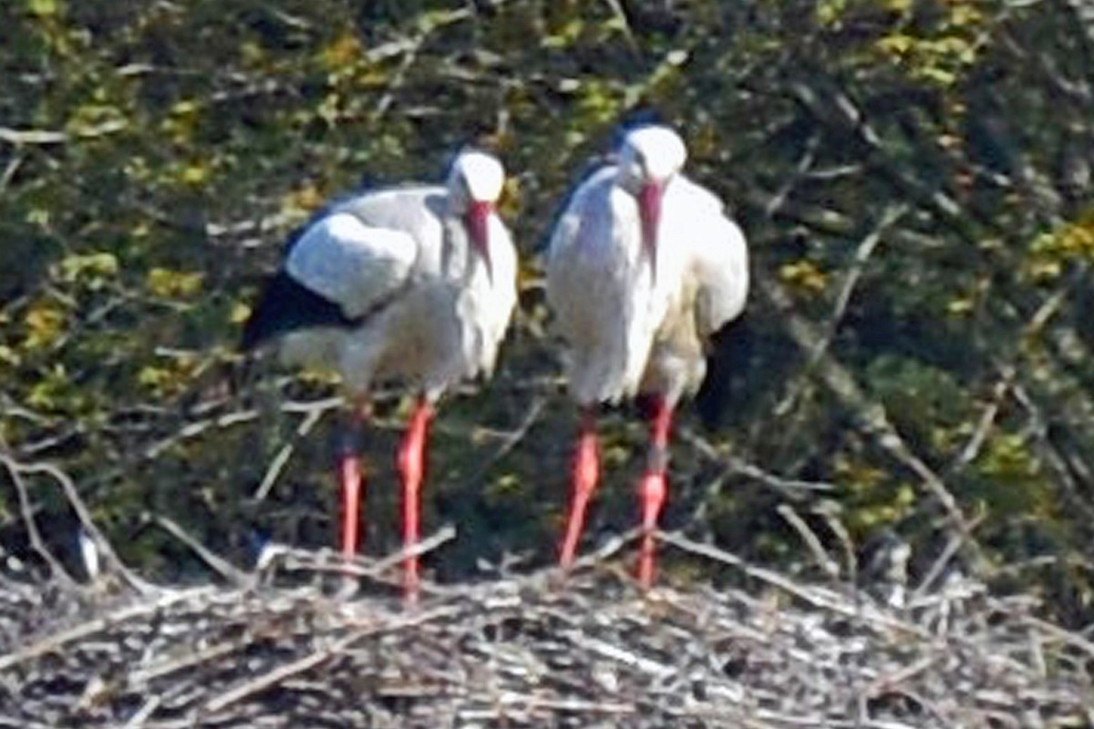 White Stork - ML620250309