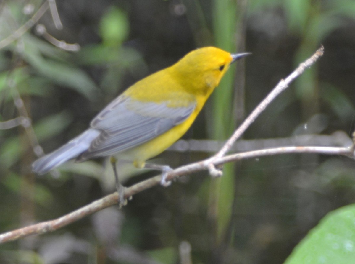 Prothonotary Warbler - ML620250310