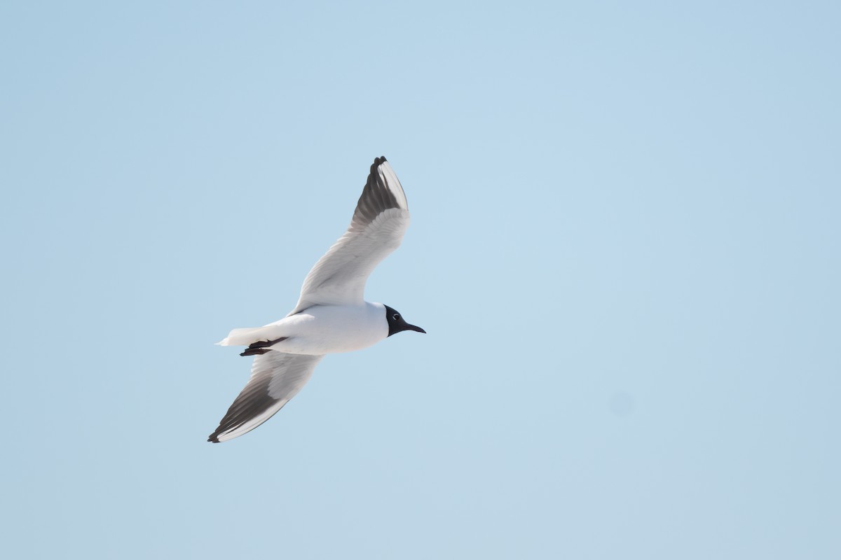 Black-headed Gull - ML620250315